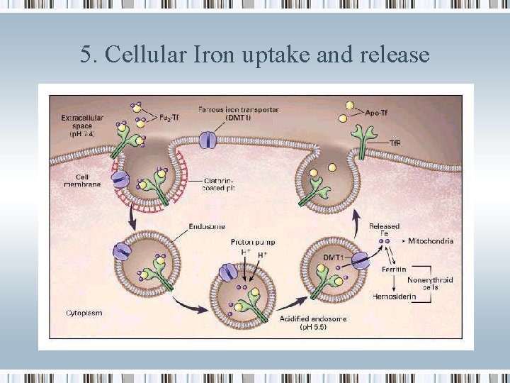 5. Cellular Iron uptake and release 