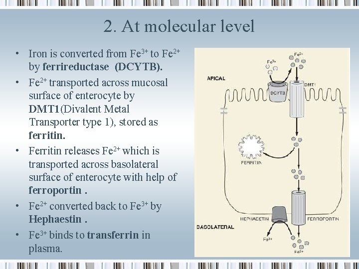 2. At molecular level • Iron is converted from Fe 3+ to Fe 2+