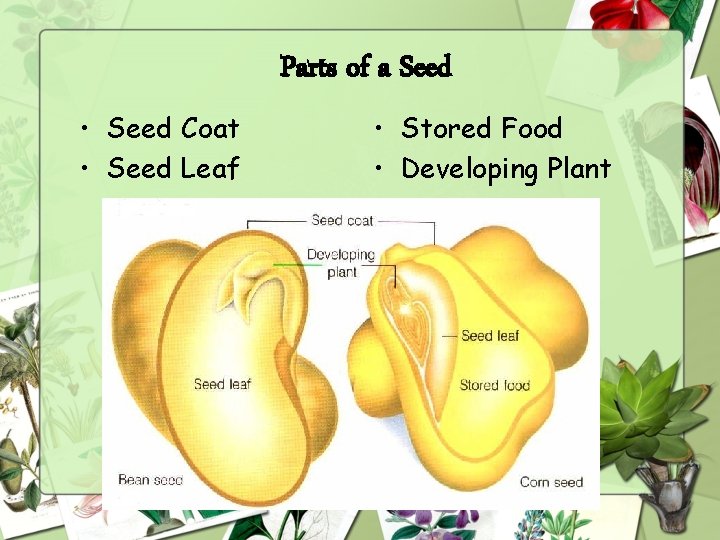 Parts of a Seed • Seed Coat • Seed Leaf • Stored Food •