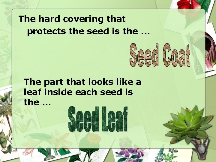 The hard covering that protects the seed is the. . . The part that