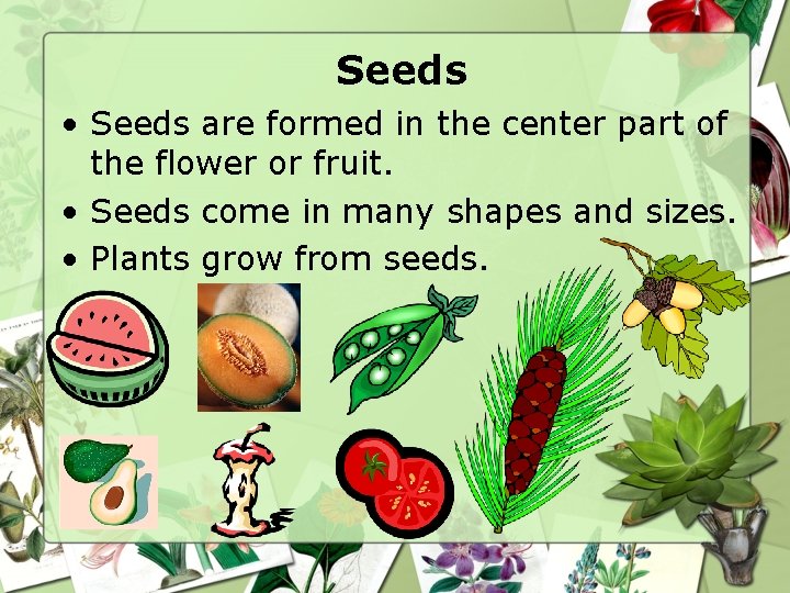 Seeds • Seeds are formed in the center part of the flower or fruit.