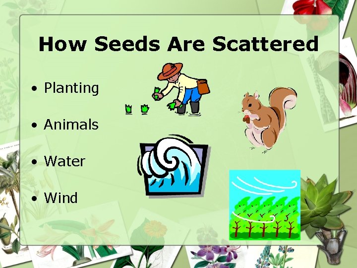 How Seeds Are Scattered • Planting • Animals • Water • Wind 