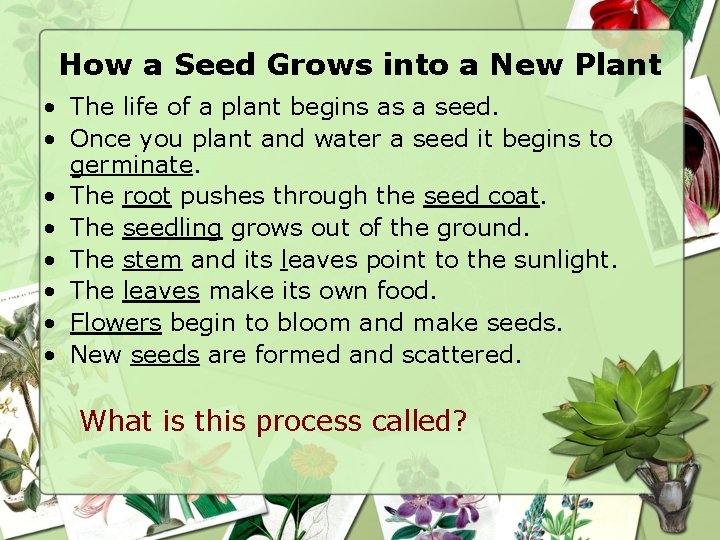 How a Seed Grows into a New Plant • The life of a plant