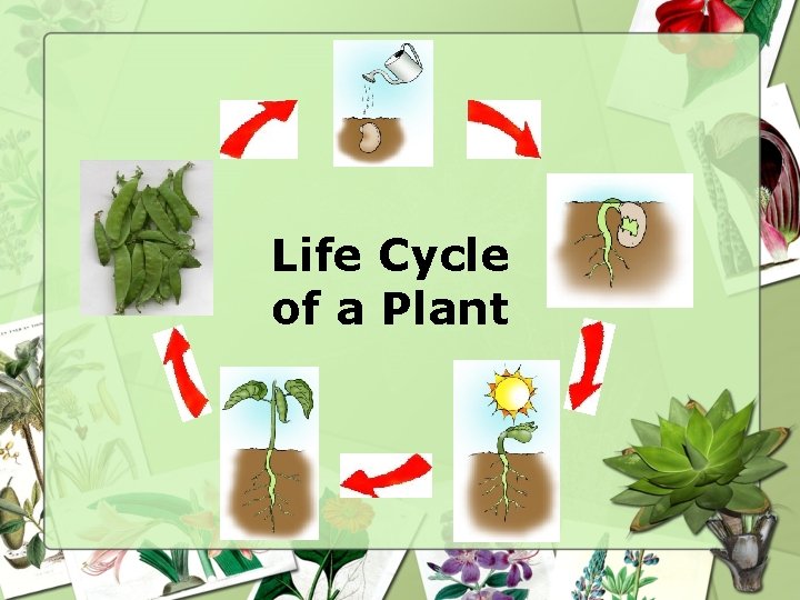 Life Cycle of a Plant 