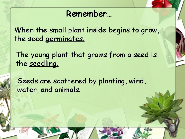 Remember… When the small plant inside begins to grow, the seed germinates. The young