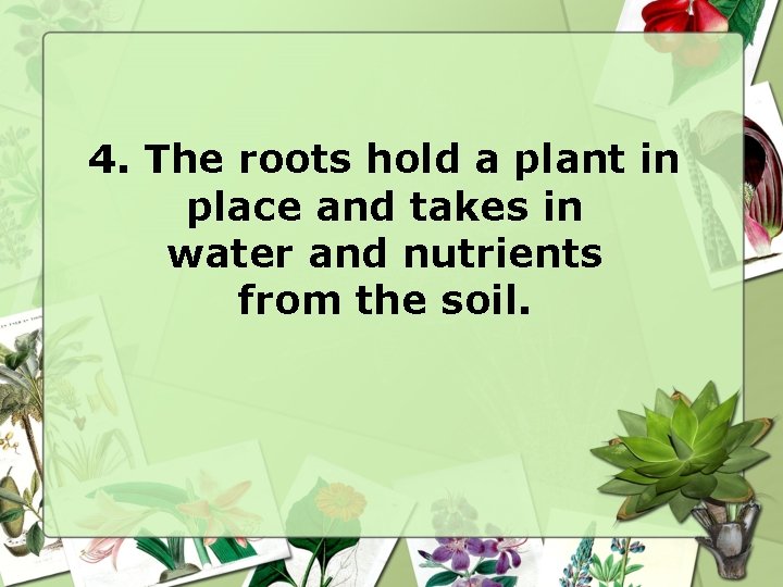 4. The roots hold a plant in place and takes in water and nutrients