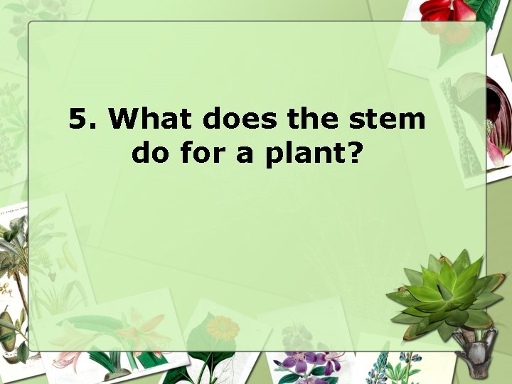 5. What does the stem do for a plant? 