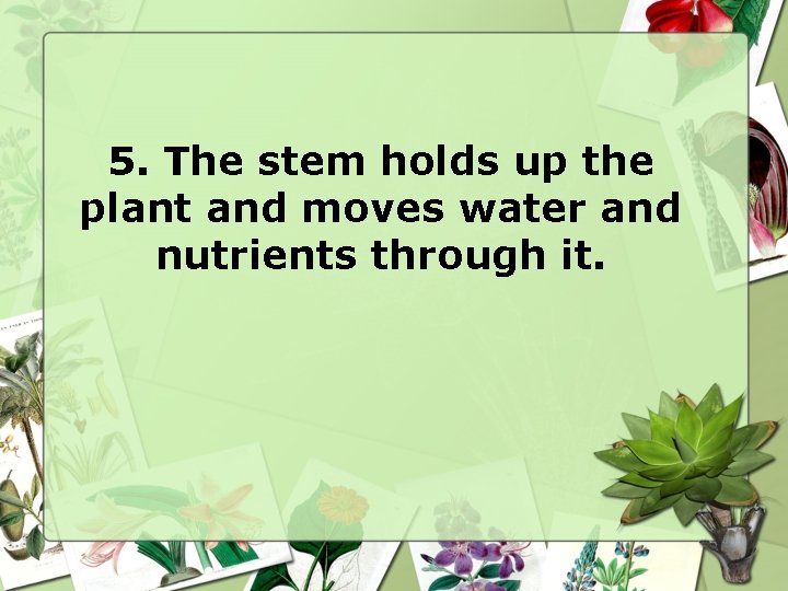 5. The stem holds up the plant and moves water and nutrients through it.