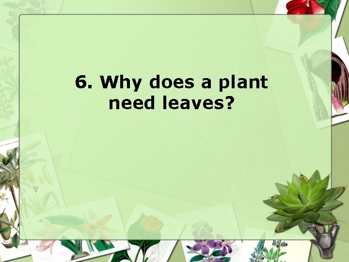 6. Why does a plant need leaves? 