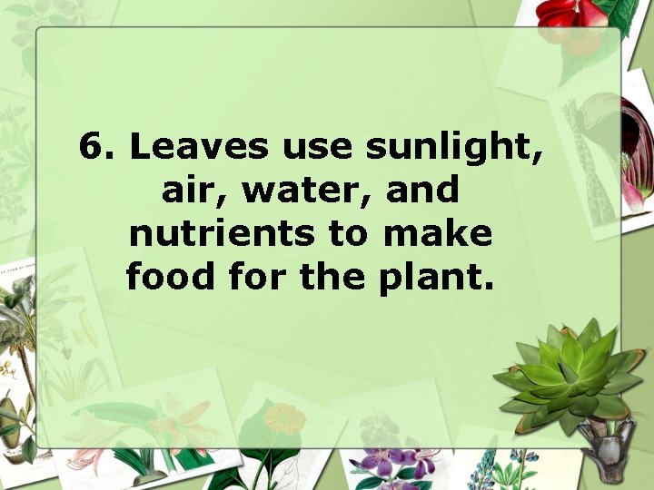 6. Leaves use sunlight, air, water, and nutrients to make food for the plant.