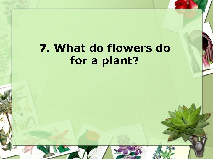 7. What do flowers do for a plant? 