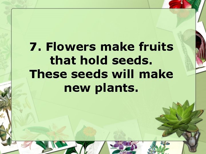 7. Flowers make fruits that hold seeds. These seeds will make new plants. 