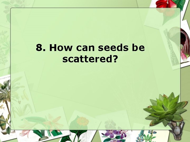 8. How can seeds be scattered? 