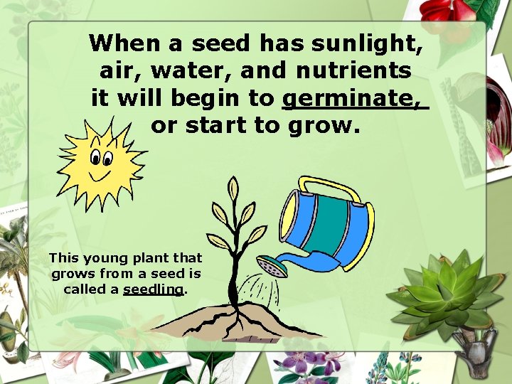 When a seed has sunlight, air, water, and nutrients it will begin to germinate,