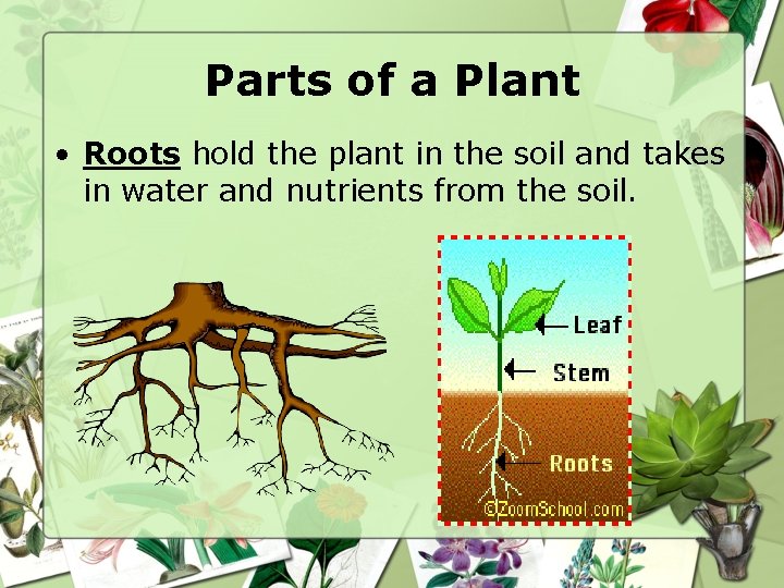 Parts of a Plant • Roots hold the plant in the soil and takes