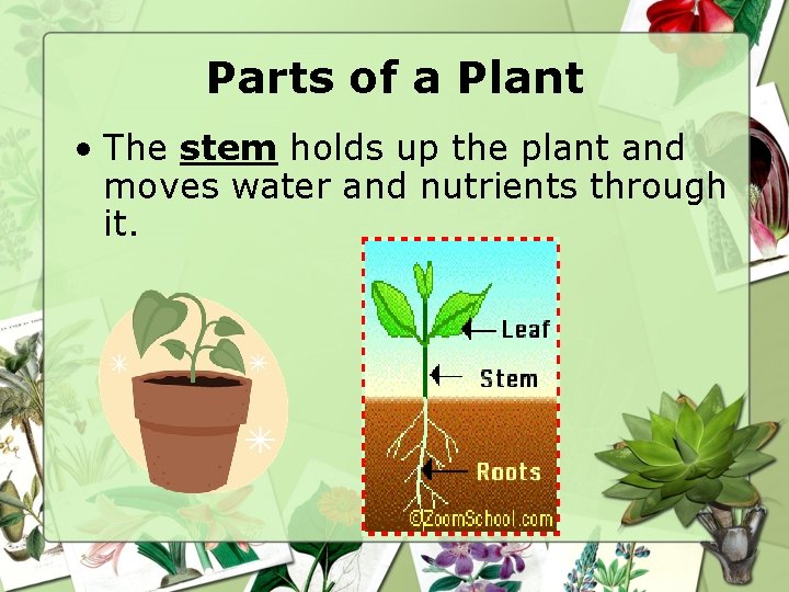 Parts of a Plant • The stem holds up the plant and moves water