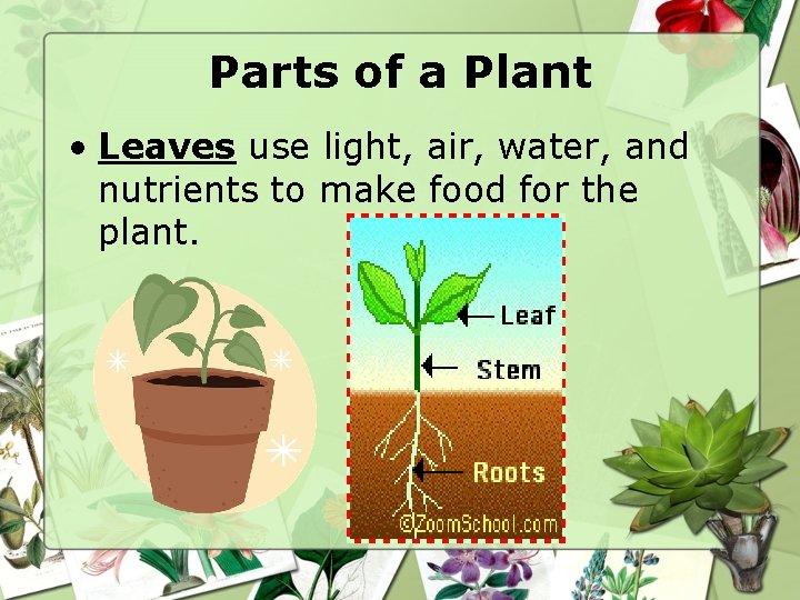 Parts of a Plant • Leaves use light, air, water, and nutrients to make