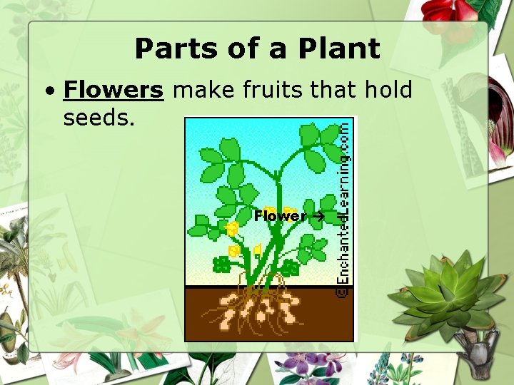 Parts of a Plant • Flowers make fruits that hold seeds. Flower 