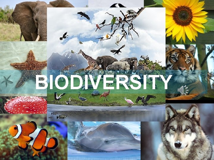 BIODIVERSITY  BIODIVERSITY