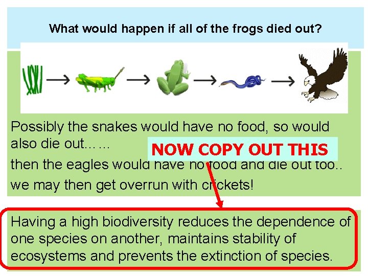 What would happen if all of the frogs died out? Possibly the snakes would What would happen if all of the frogs died out? Possibly the snakes would