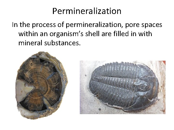 Permineralization In the process of permineralization, pore spaces within an organism’s shell are filled