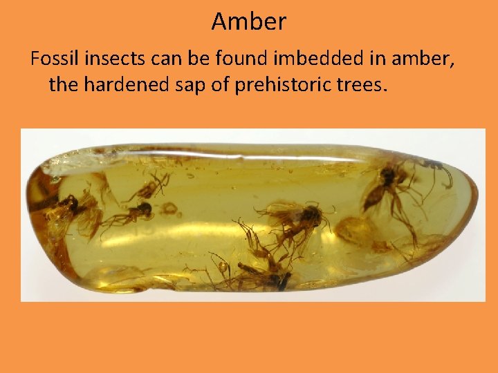Amber Fossil insects can be found imbedded in amber, the hardened sap of prehistoric