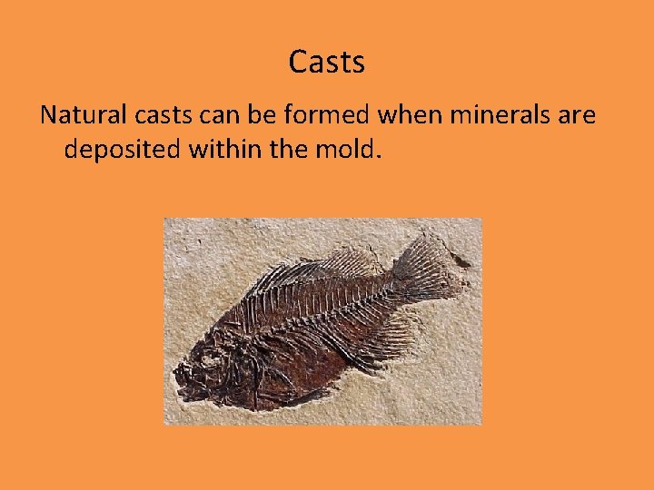 Casts Natural casts can be formed when minerals are deposited within the mold. 