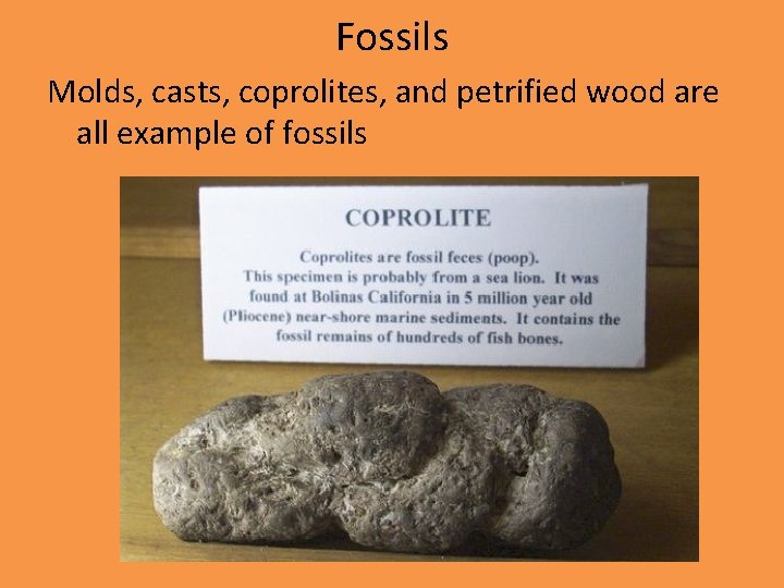 Fossils Molds, casts, coprolites, and petrified wood are all example of fossils 