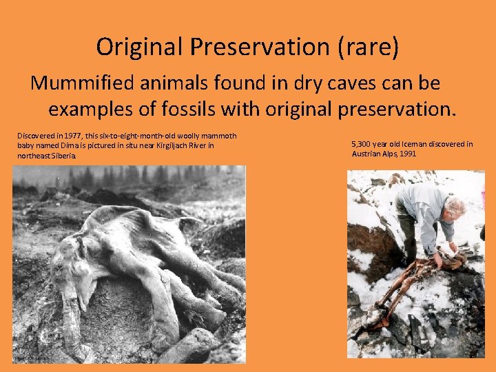 Original Preservation (rare) Mummified animals found in dry caves can be examples of fossils