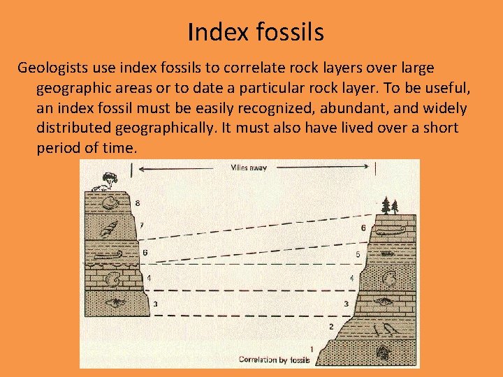 Index fossils Geologists use index fossils to correlate rock layers over large geographic areas