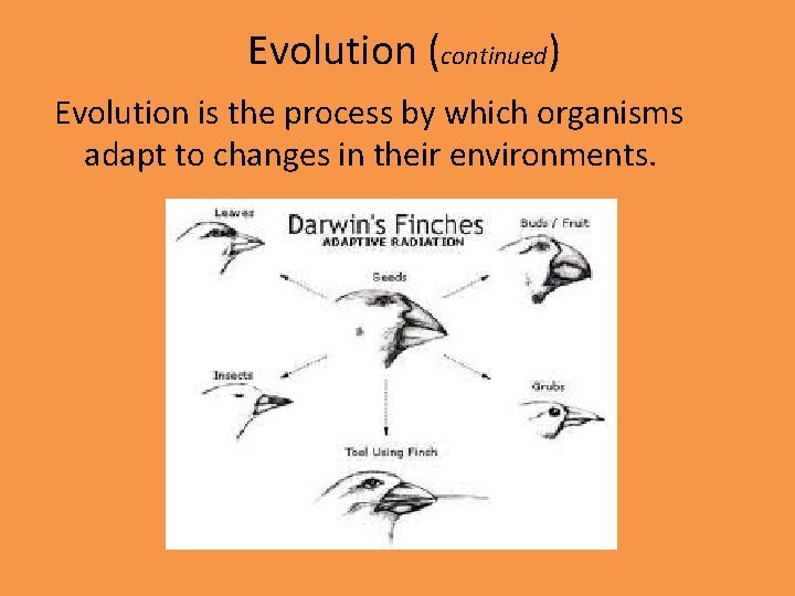 Evolution (continued) Evolution is the process by which organisms adapt to changes in their