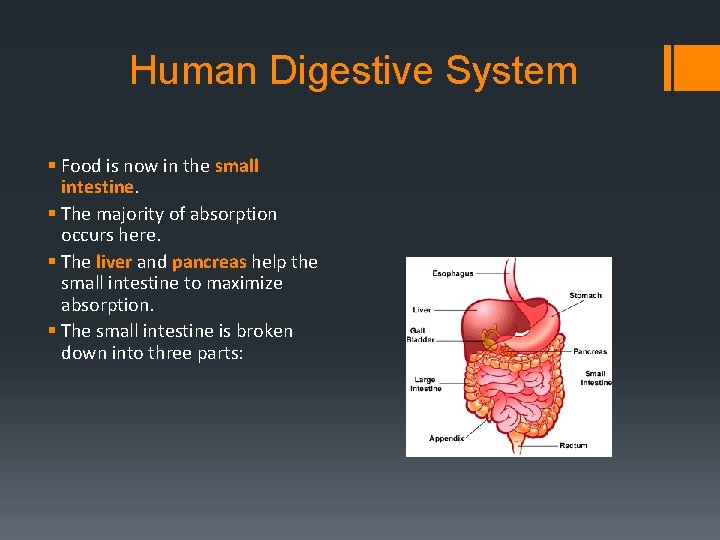 Human Digestive System § Food is now in the small intestine. § The majority