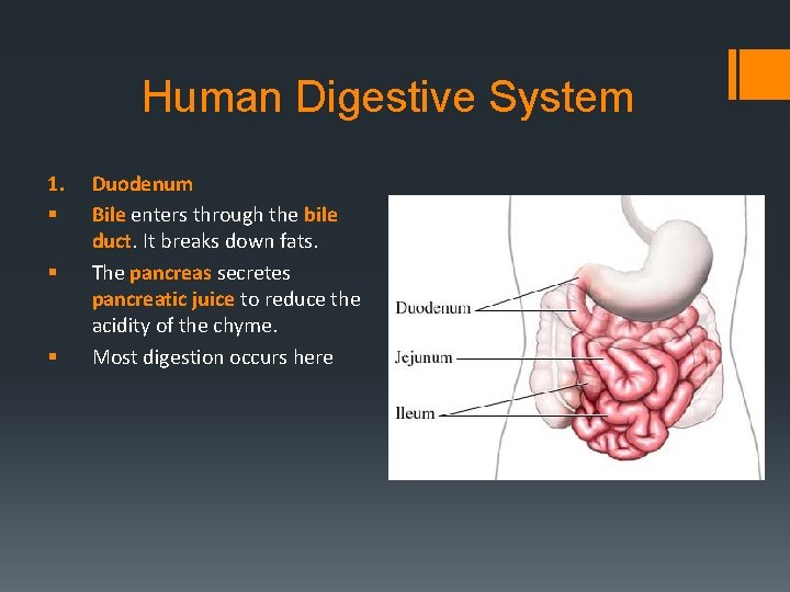 Human Digestive System 1. § § § Duodenum Bile enters through the bile duct.