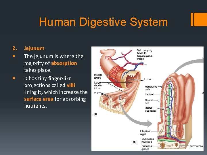 Human Digestive System 2. § § Jejunum The jejunum is where the majority of