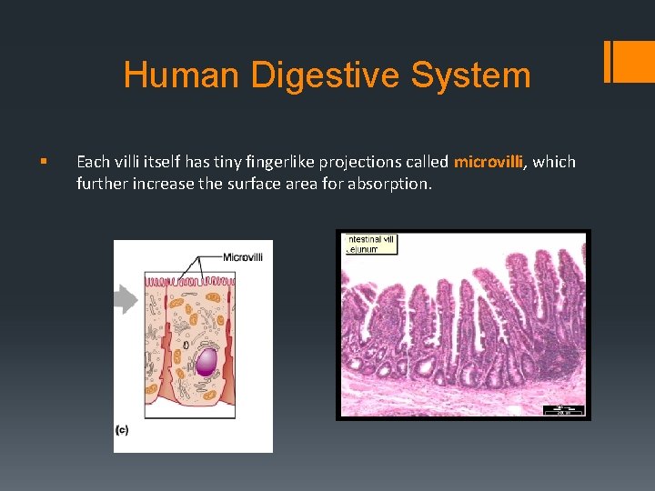 Human Digestive System § Each villi itself has tiny fingerlike projections called microvilli, which
