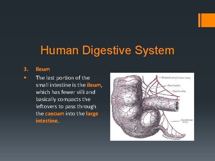 Human Digestive System 3. § Ileum The last portion of the small intestine is