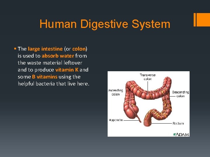 Human Digestive System § The large intestine (or colon) is used to absorb water