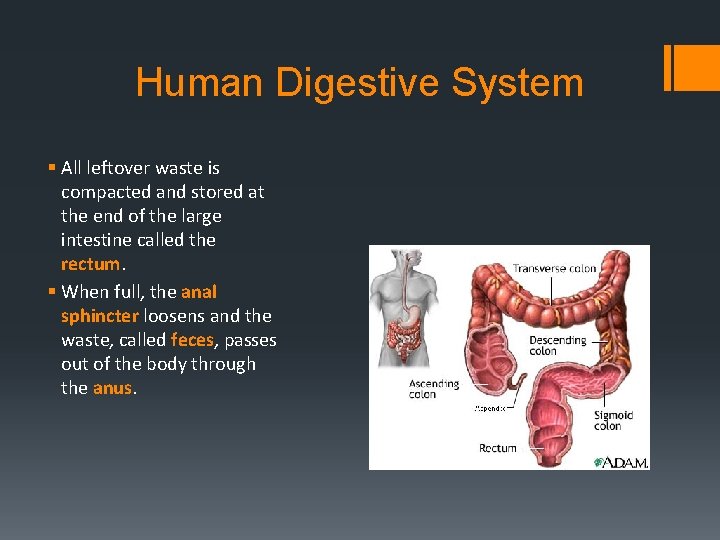 Human Digestive System § All leftover waste is compacted and stored at the end