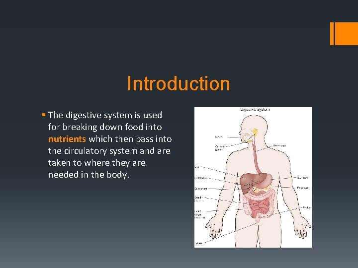 Introduction § The digestive system is used for breaking down food into nutrients which