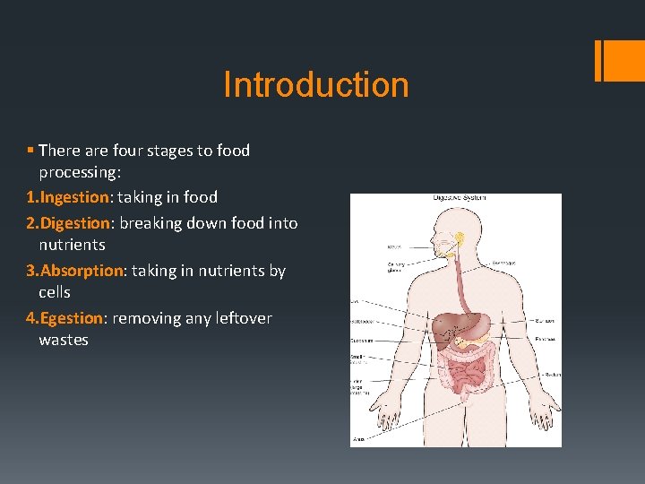 Introduction § There are four stages to food processing: 1. Ingestion: taking in food