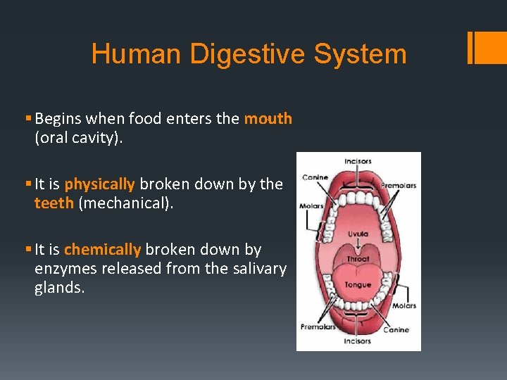 Human Digestive System § Begins when food enters the mouth (oral cavity). § It