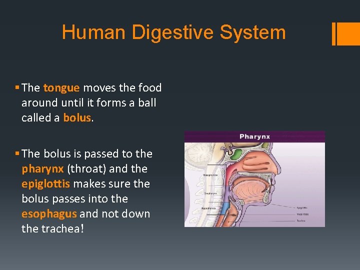 Human Digestive System § The tongue moves the food around until it forms a