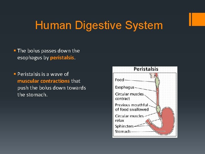 Human Digestive System § The bolus passes down the esophagus by peristalsis. § Peristalsis