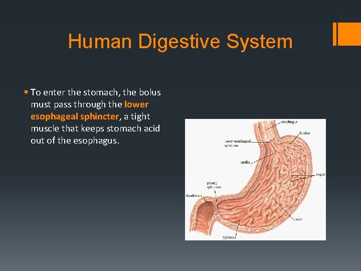 Human Digestive System § To enter the stomach, the bolus must pass through the