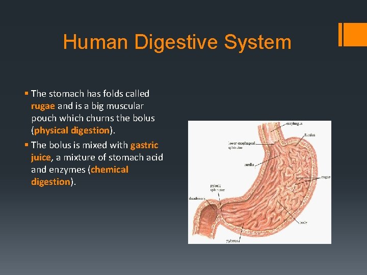 Human Digestive System § The stomach has folds called rugae and is a big