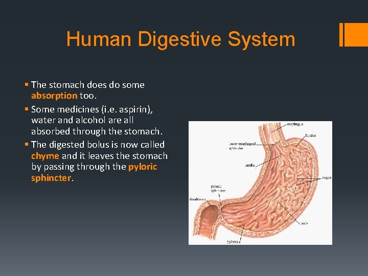 Human Digestive System § The stomach does do some absorption too. § Some medicines
