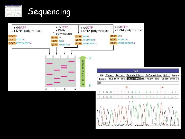 Sequencing 