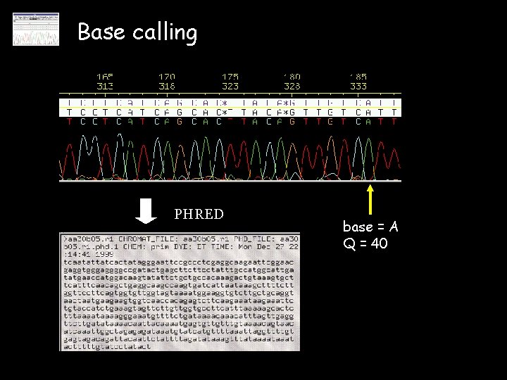 Base calling PHRED base = A Q = 40 