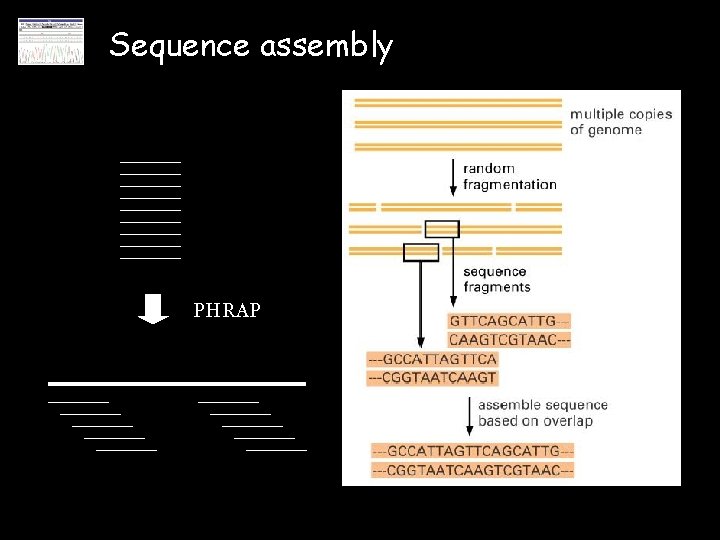 Sequence assembly PHRAP 