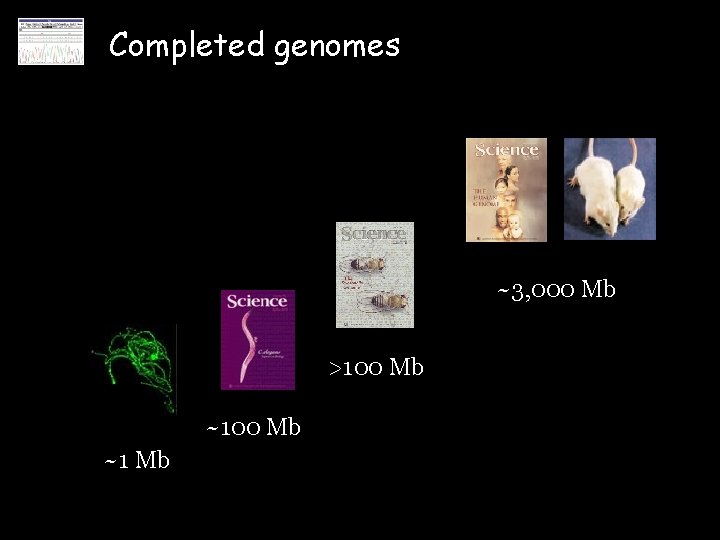 Completed genomes ~3, 000 Mb >100 Mb ~1 Mb 